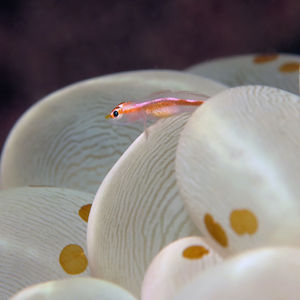 Pleurosicya micheli