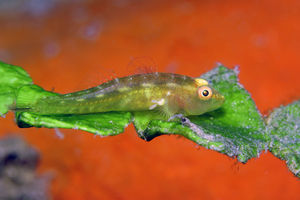 Pleurosicya mossambica