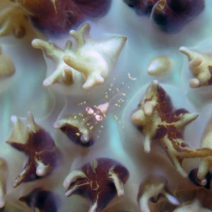 Pliopontonia furtiva