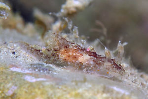 Plocamopherus ceylonicus