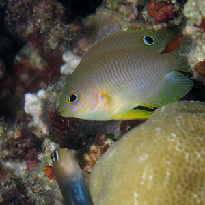 Pomacentrus amboinensis