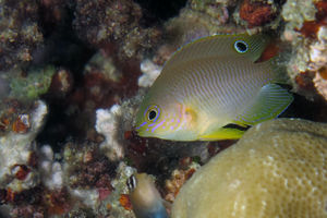 Pomacentrus amboinensis