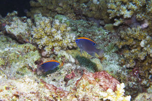 Pomacentrus indicus