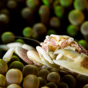Neopetrolisthes maculatus