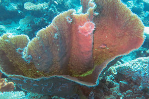 Callyspongia (Cladochalina) aerizusa