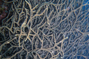Haliclona koremella