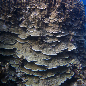 Porites rus