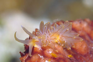 Pruvotfolia rhodopos