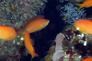 Pseudanthias ignitus