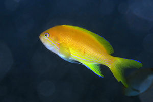 Pseudanthias pleurotaenia