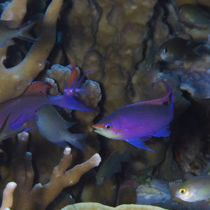 Pseudanthias tuka