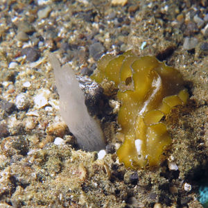 Pseudobiceros flowersi