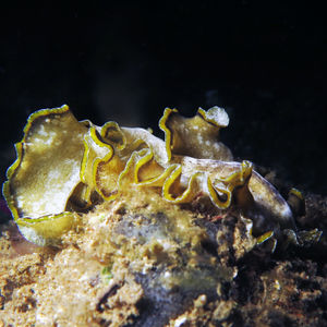 Pseudobiceros flowersi