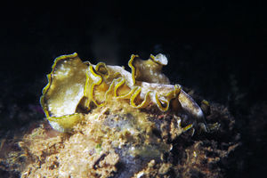 Pseudobiceros flowersi