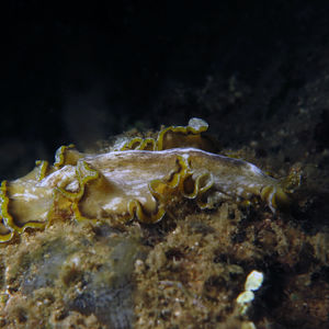 Pseudobiceros flowersi
