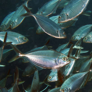 Alepes vari