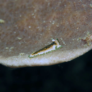 Pseudoceros leptostictus