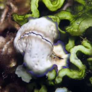 Pseudoceros monostichos