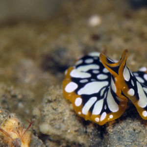 Pseudoceros scintillatus