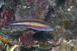 Pseudochromis bitaeniatus