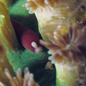 Bulbonaricus brauni