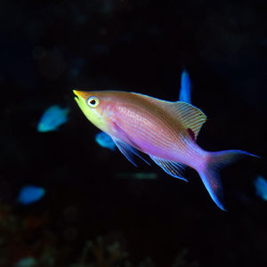 Pseudanthias tuka