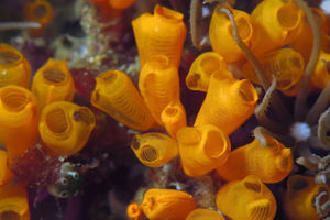 Pycnoclavella aurantia