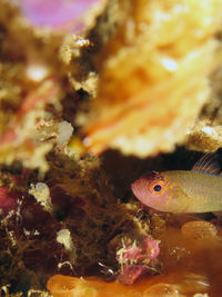 面纹豆丁虾虎鱼