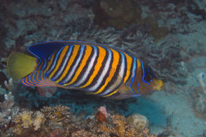Pygoplites diacanthus