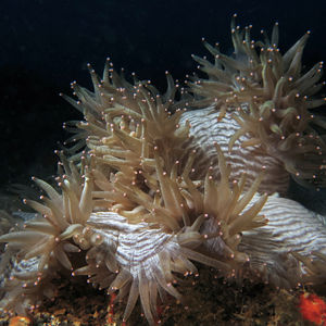 Radianthus crispa