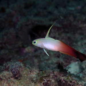 Nemateleotris magnifica