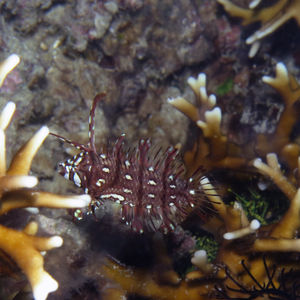 Novaculichthys taeniourus