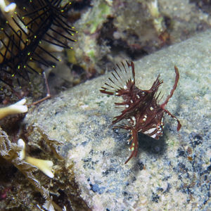 Novaculichthys taeniourus