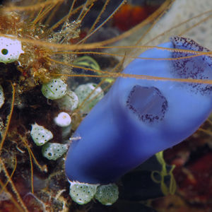 Rhopalaea