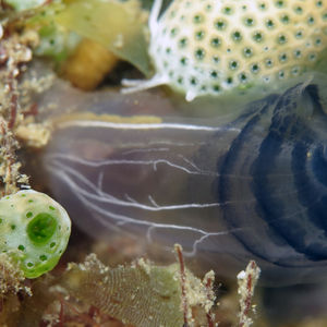 Rhopalaea circula