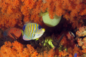 Pygoplites diacanthus