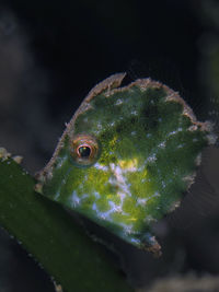 毛柄粗皮单棘鲀