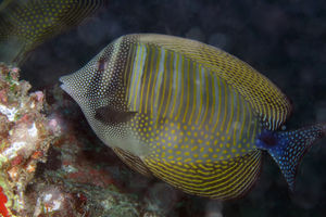 Zebrasoma desjardinii
