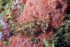 Samariscus triocellatus