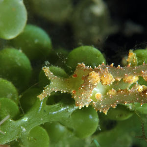 Lobiger viridis