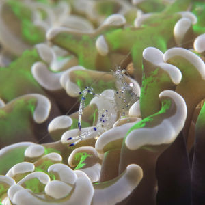 海葵虾