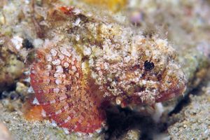 Scorpaenopsis venosa