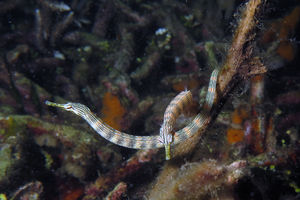 Corythoichthys intestinalis