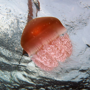 水母