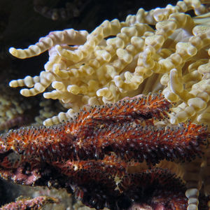Heteractis aurora