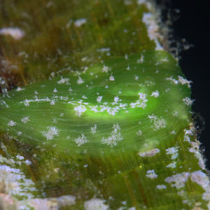 Petalifera punctulata