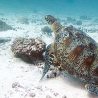 绿海龟