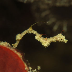 Kyonemichthys rumengani