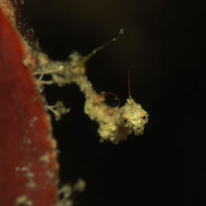 Kyonemichthys rumengani