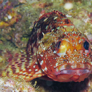 Sebastiscus marmoratus